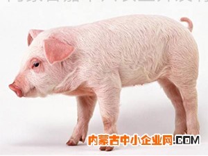 农村猪
